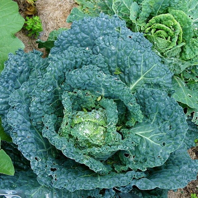 Cabbage Seed