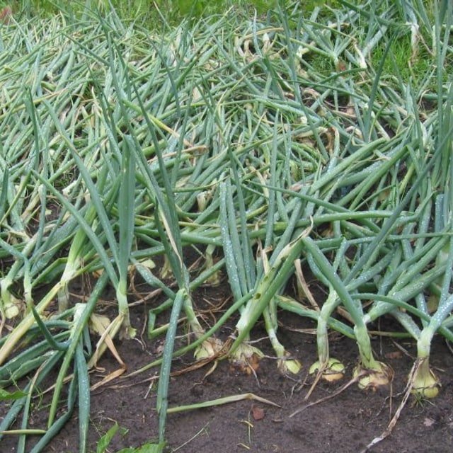 Onion Seed