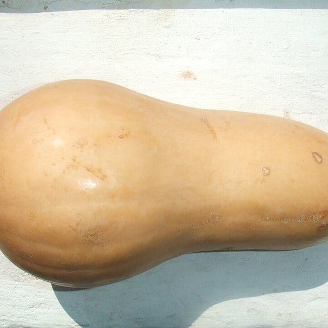 Bottle Gourd Seed