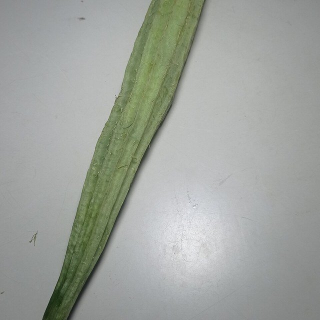 Ridge Gourd Seed