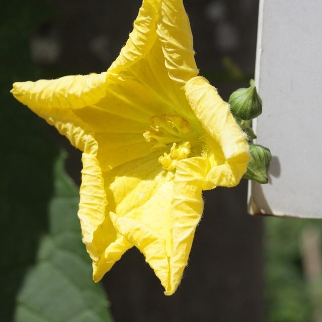 Sponge Gourd Seed