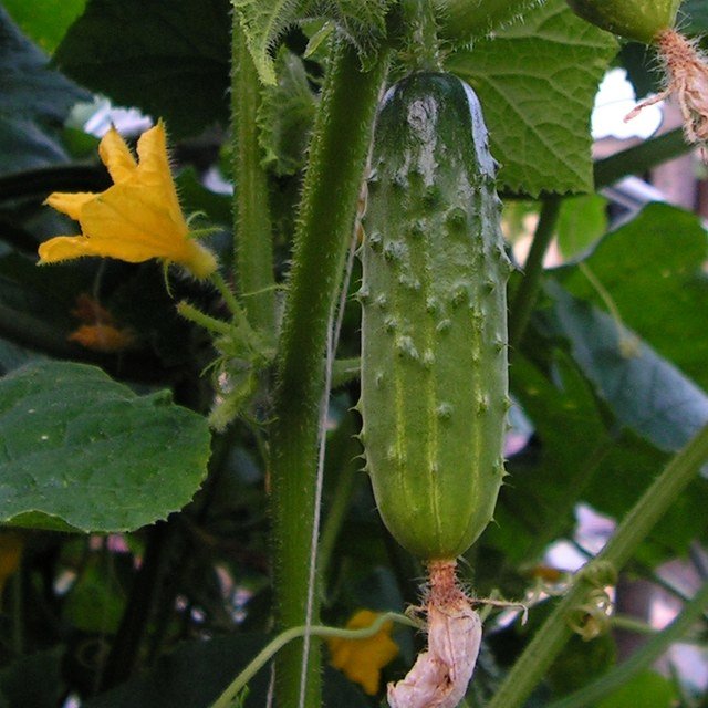 Cucumber Seed