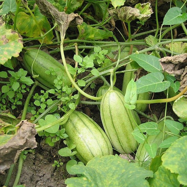 Muskmelon Seed