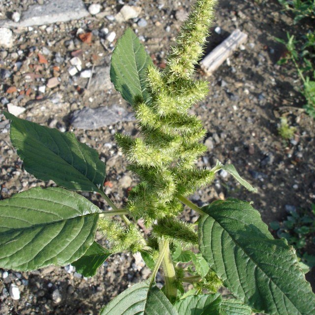 Amaranth Seed