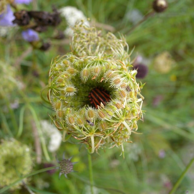 Carrot Seed