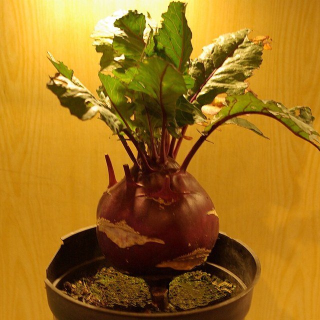 Knol Khol Seed