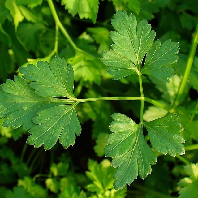 Parsley Seed