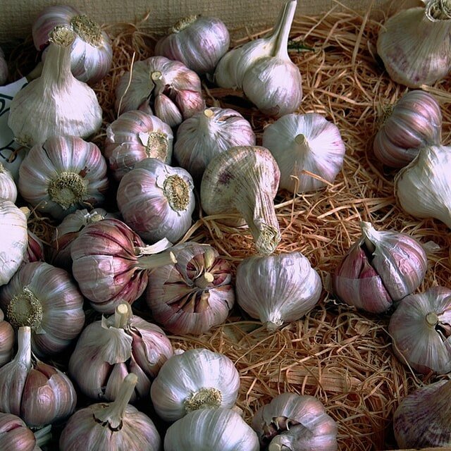 Garlic Chive Seed