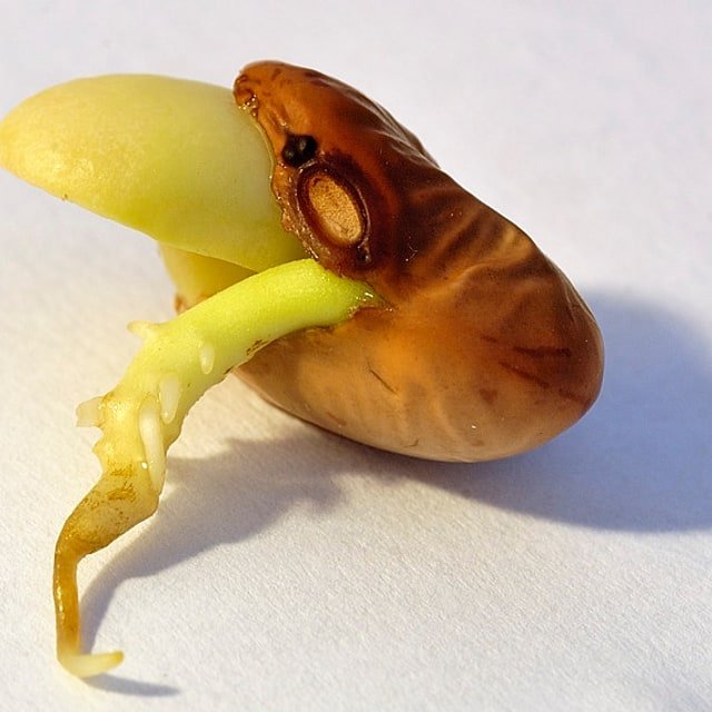 French Bean Seed