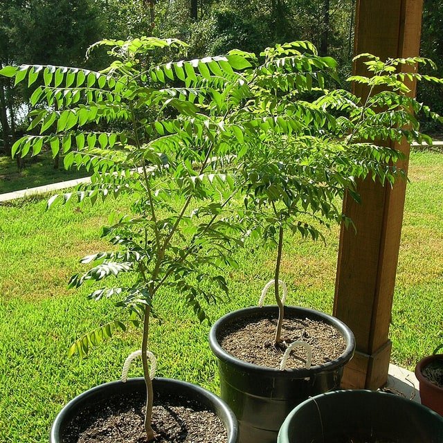 Curry Leaf Seed