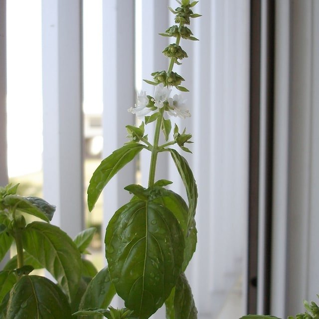 Basil Seed