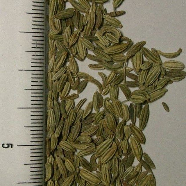 Fennel Seed for sowing