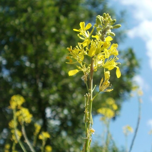 Mustard Leaf Seed