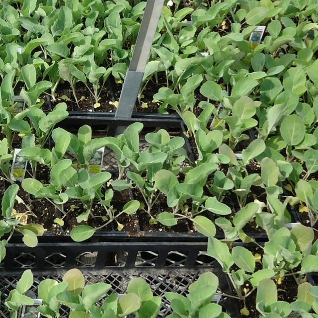 Hybrid Cauliflower Seed