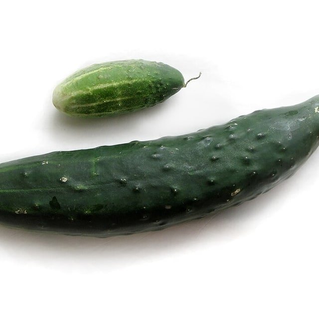 Hybrid Cucumber Seed