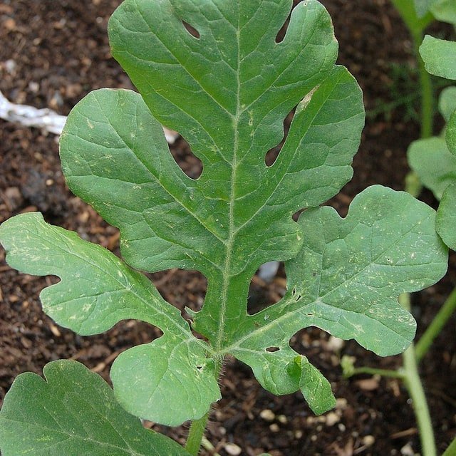Hybrid Watermelon Seed