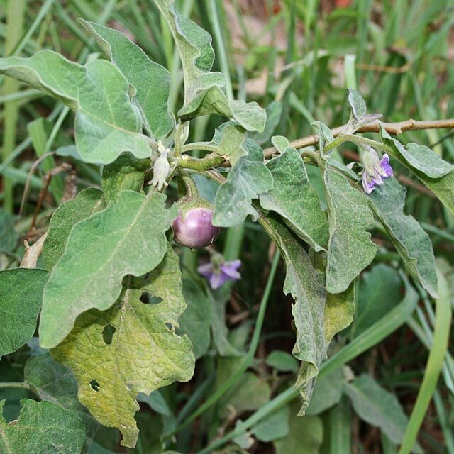 Hybrid Brinjal Seed