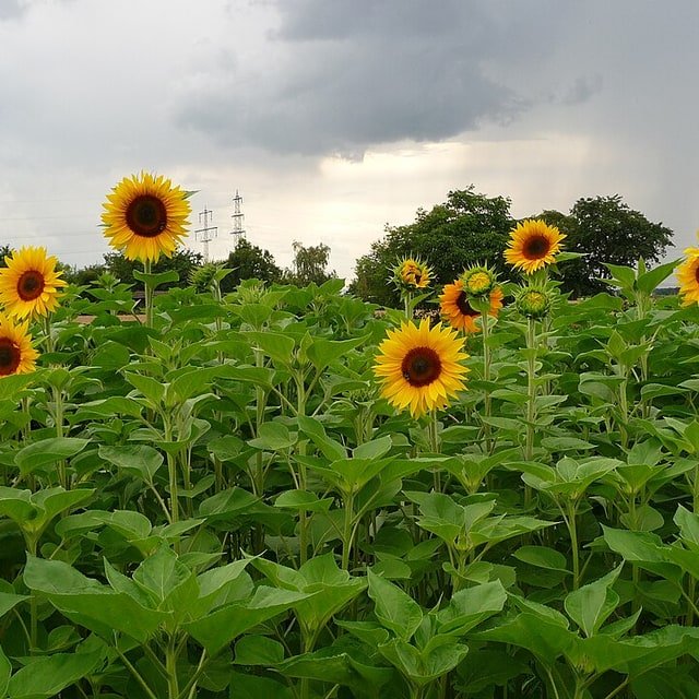 Sunflower Ornamental Seed