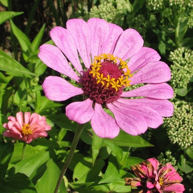 Zinnia Seed