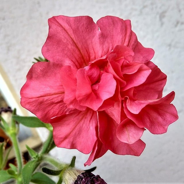 Petunia Seed