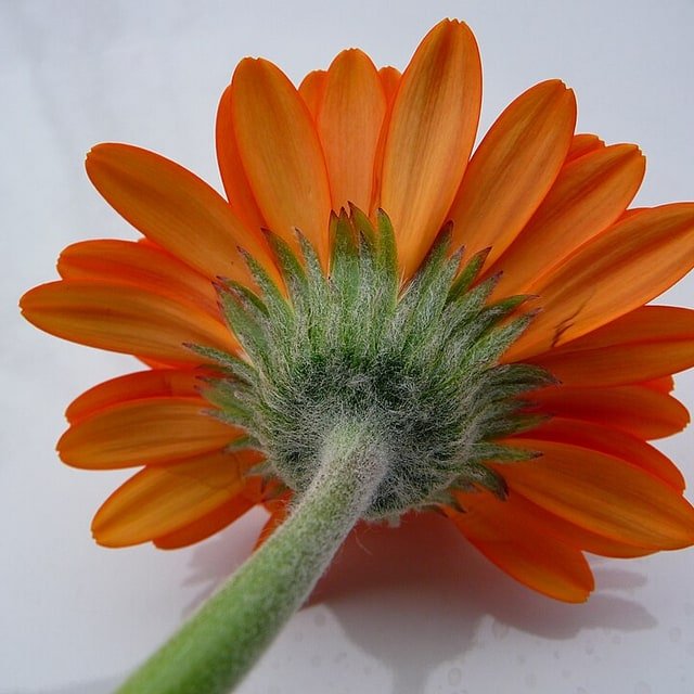 Gerbera Seed