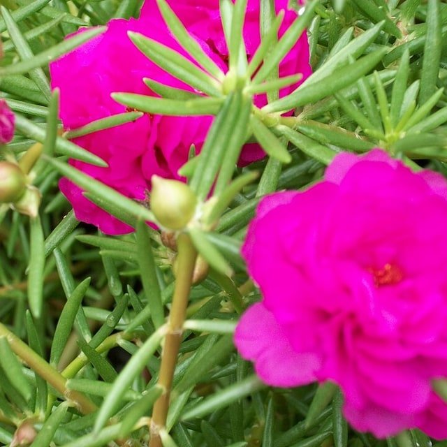 Portulaca Seed