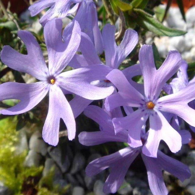 Phlox Seed