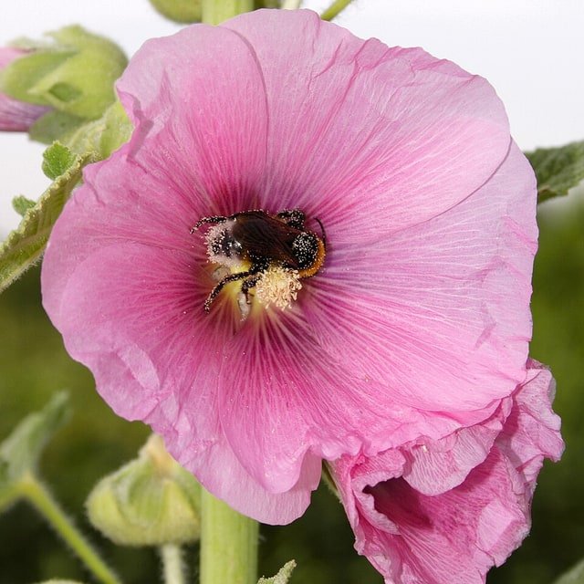 Hollyhock Seed