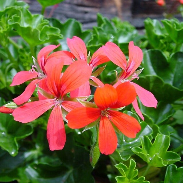 Geranium Seed