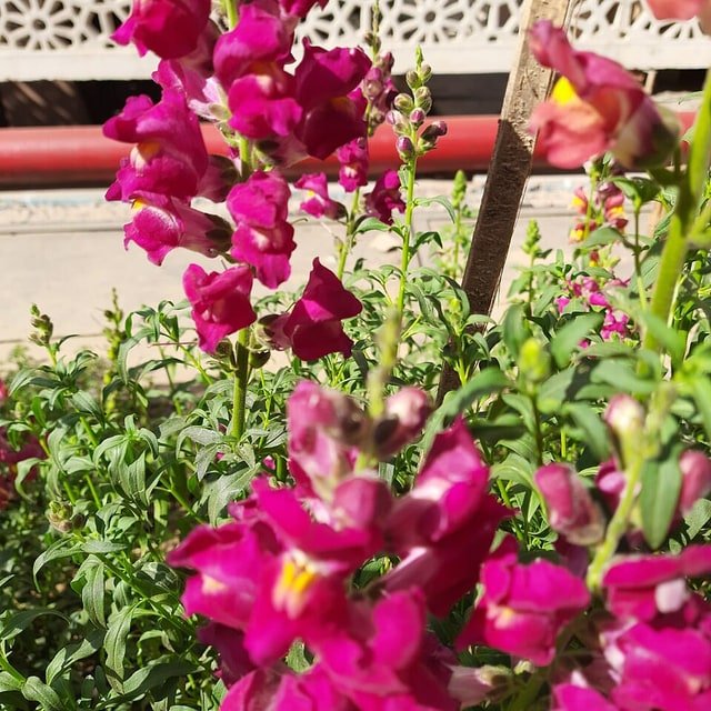 Snapdragon Seed