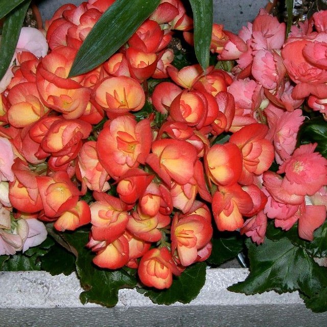 Begonia Seed