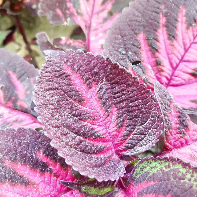 Coleus Seed