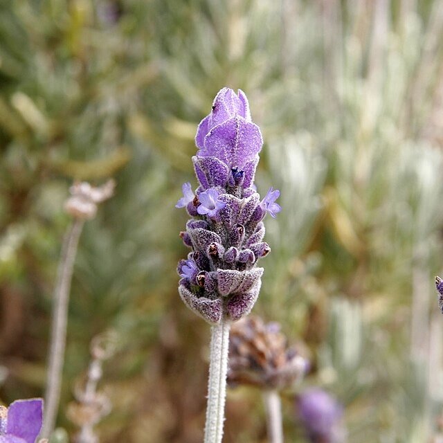 Lavender Seed