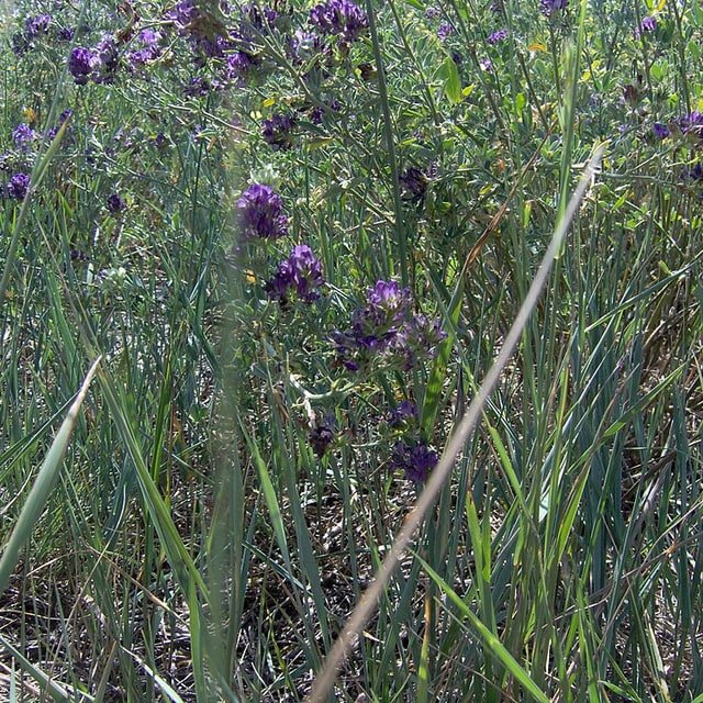 Lucerne/Alfalfa Seed