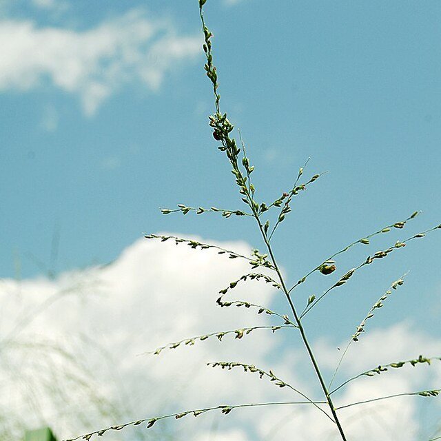 Guinea Grass Seed