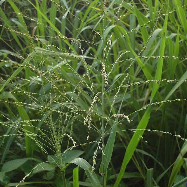 Para Grass Seed