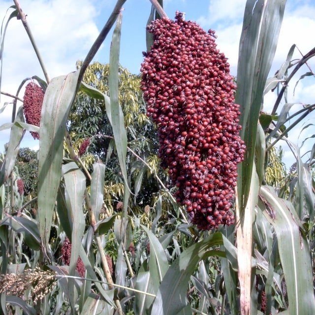 Sorghum Fodder Seed