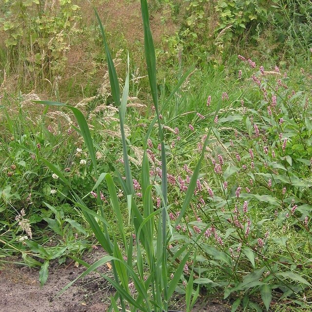 Oat Fodder Seed