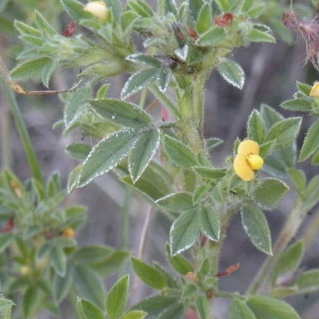 Stylo Seed