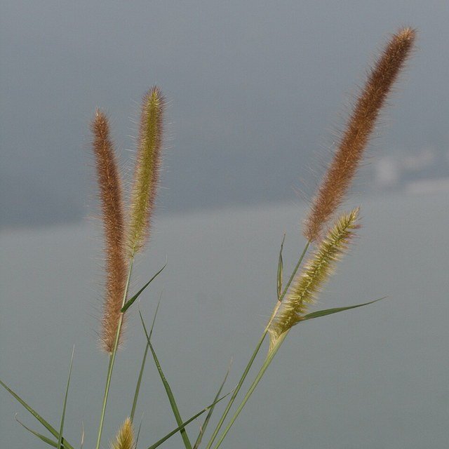 Hybrid Napier Seed