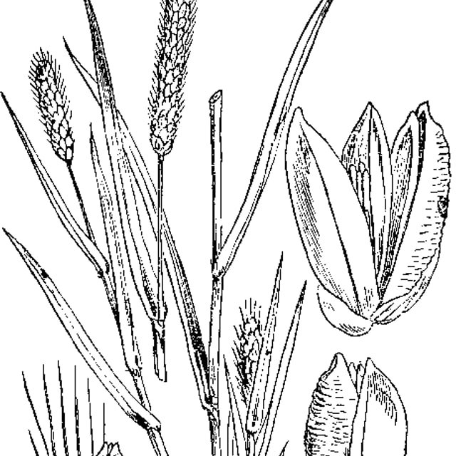Fodder Bajra Seed