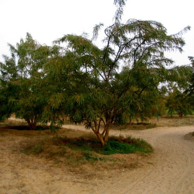 Amla Seed