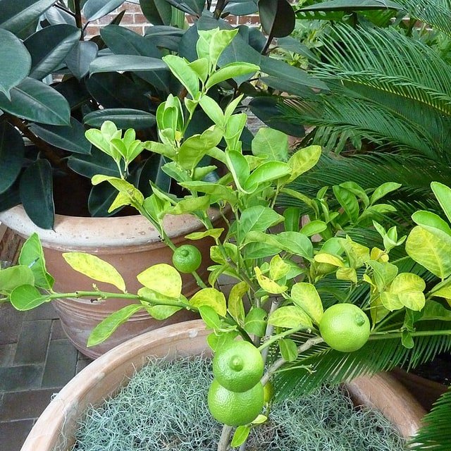 Sweet Lime Seed