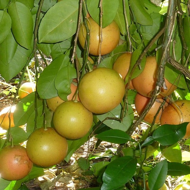 Grapefruit Seed