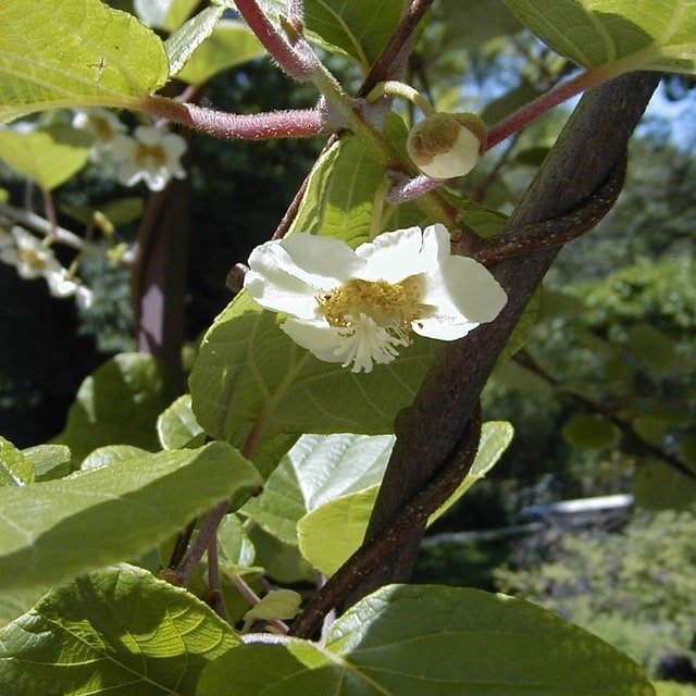 Kiwi Seed