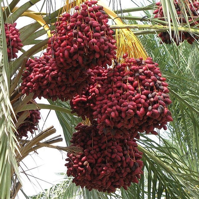 Date Palm Seed