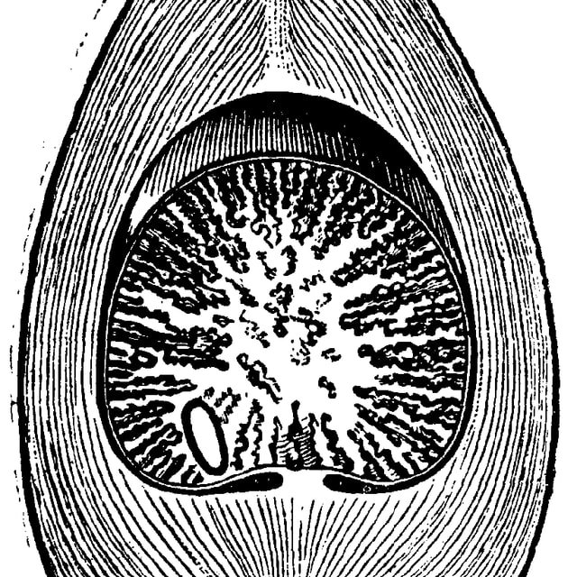 Arecanut Seed for planting