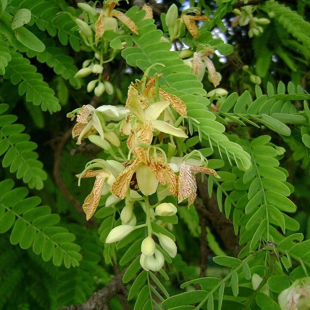 Tamarind Seed for planting