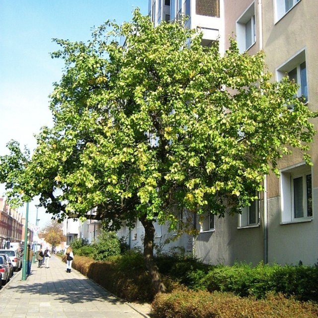 Apricot Seed for planting