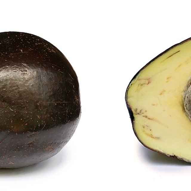 Avocado Seed for planting